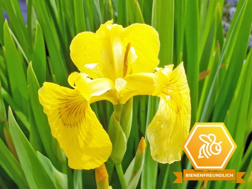 Blüte der gelben Schwertlilie mit Logo bienenfreundlich
